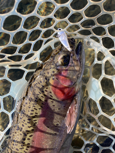 ニジマスの釣果