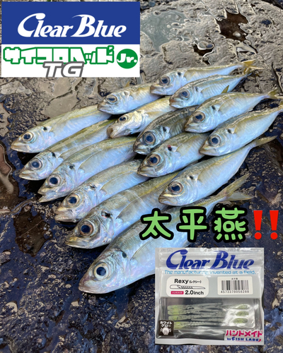 アジの釣果