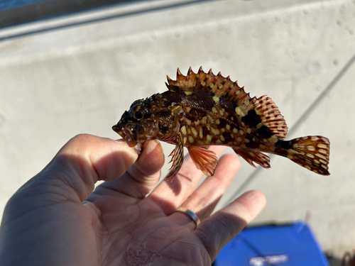 カサゴの釣果