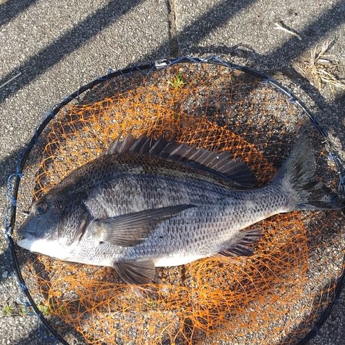 クロダイの釣果