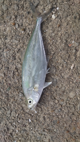 イケカツオの釣果