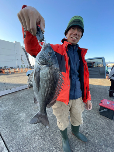 クロダイの釣果