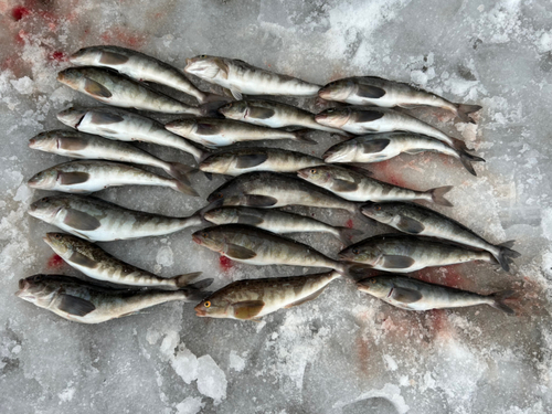 ホッケの釣果