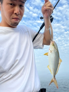 ショゴの釣果