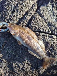 アイナメの釣果