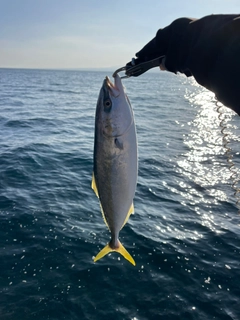 ハマチの釣果