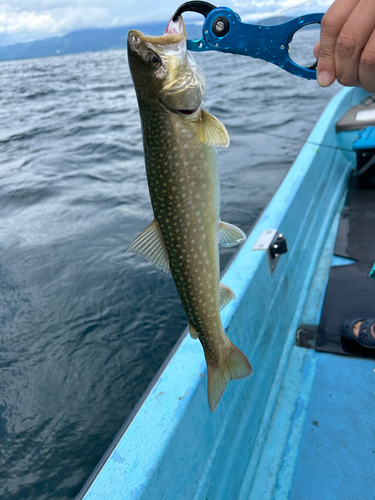 イワナの釣果