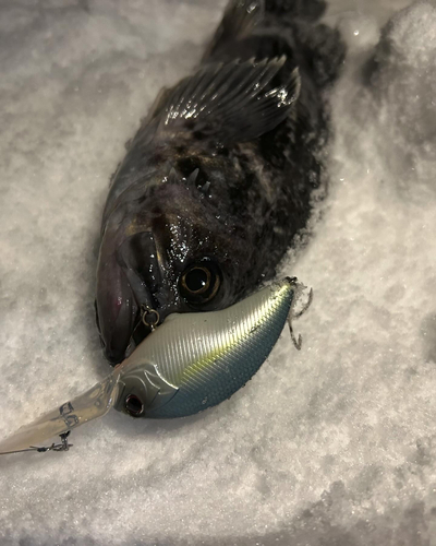 クロソイの釣果