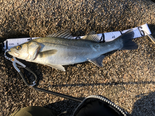 マルスズキの釣果