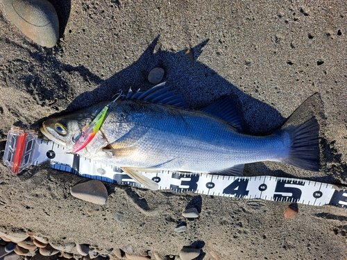 ヒラスズキの釣果