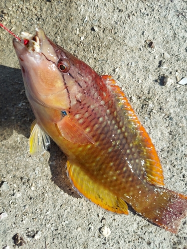 アカササノハベラの釣果