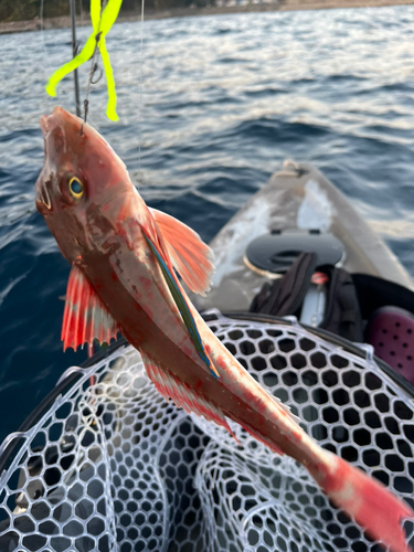 ホウボウの釣果