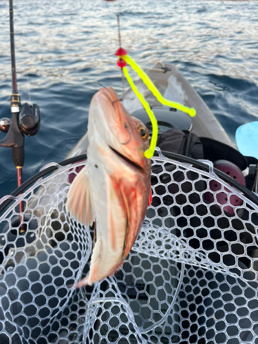 ホウボウの釣果