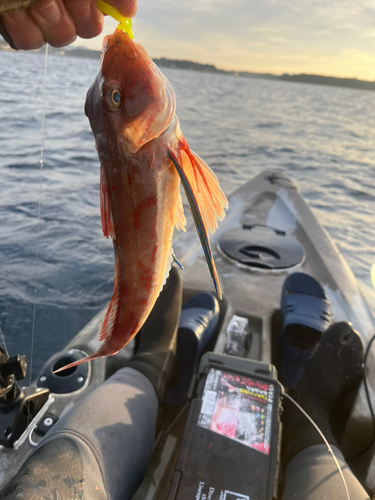 ホウボウの釣果