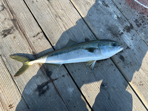 ハマチの釣果