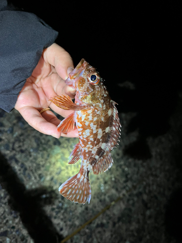 カサゴの釣果