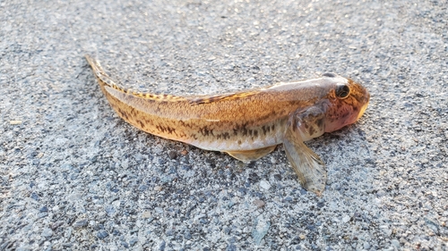 ハゼの釣果