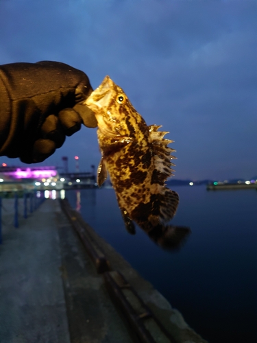 メバルの釣果