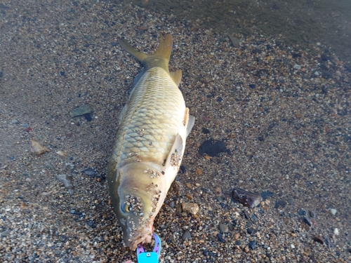 コイの釣果