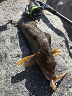 アイナメの釣果