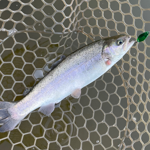 ニジマスの釣果