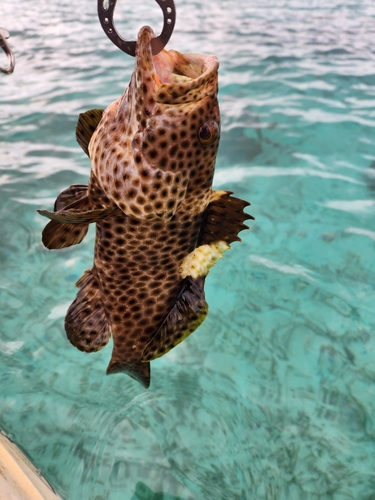 イシミーバイの釣果