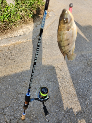 ティラピアの釣果