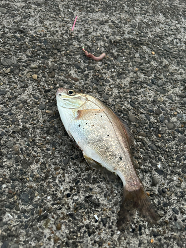 ウミタナゴの釣果