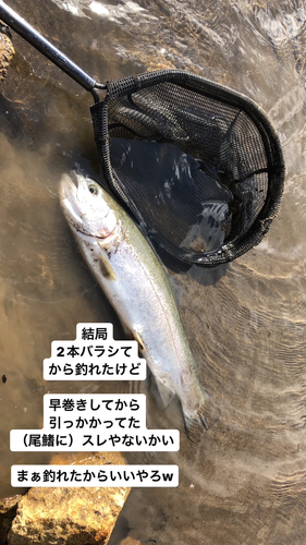 ニジマスの釣果