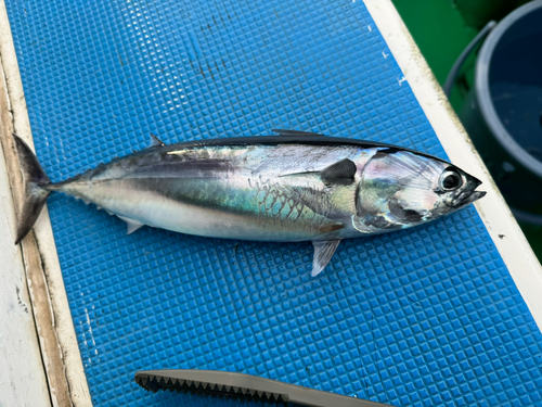 マルソウダの釣果