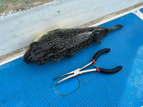 ショウサイフグの釣果