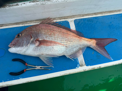 マダイの釣果