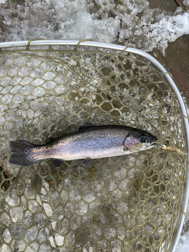 ニジマスの釣果