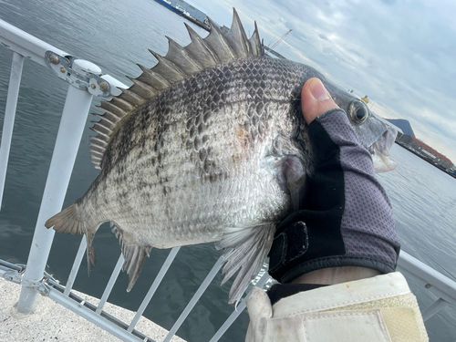 チヌの釣果