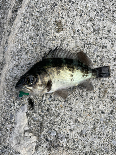 クロメバルの釣果