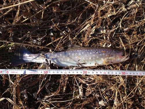 アメマスの釣果