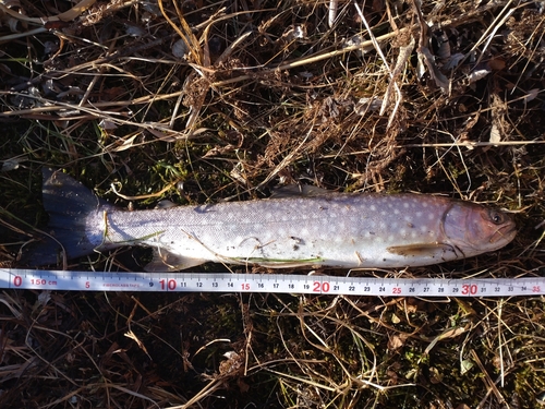 アメマスの釣果