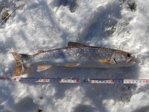 アメマスの釣果