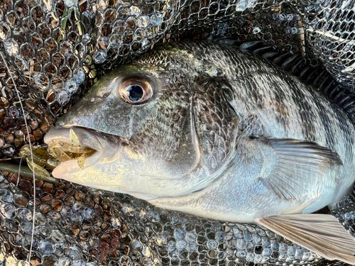 チヌの釣果