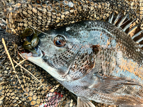 チヌの釣果