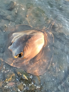 アカエイの釣果