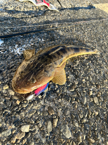 マゴチの釣果