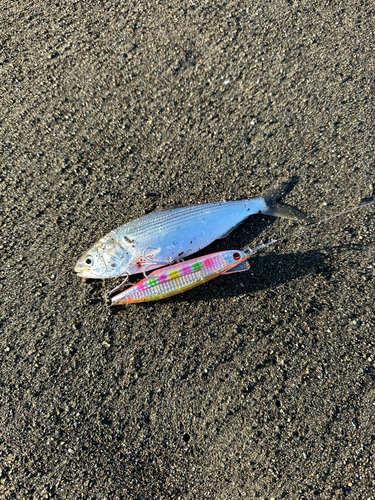 コノシロの釣果