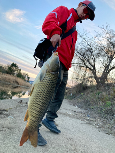 コイの釣果