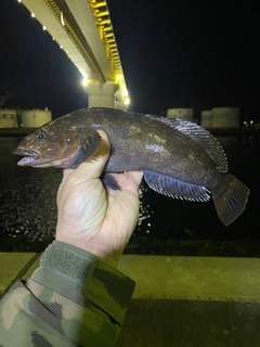 アイナメの釣果