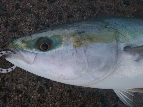 ブリの釣果