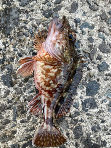 カサゴの釣果