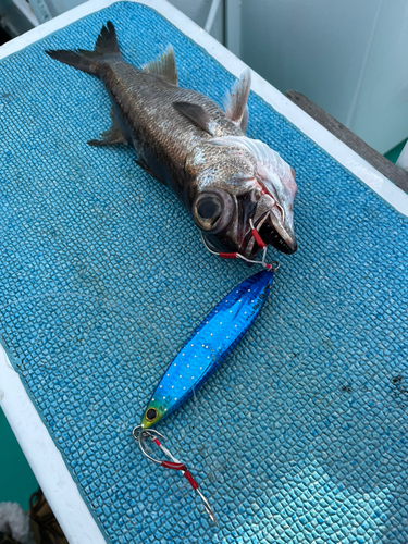 クロムツの釣果