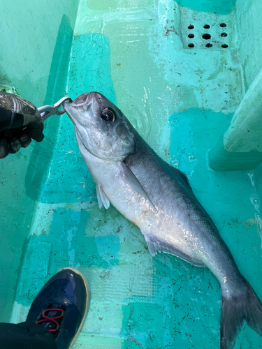 メダイの釣果