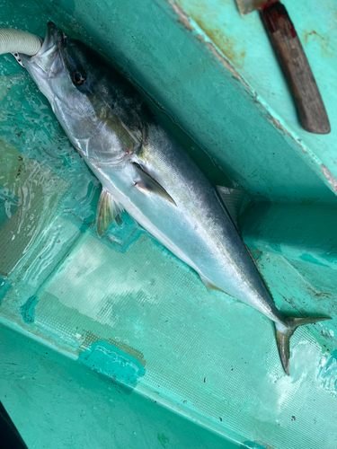 ワラサの釣果